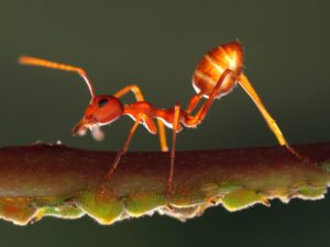 Unveiling the Role of Ants in Gardens: Experts Reveal Their Impact